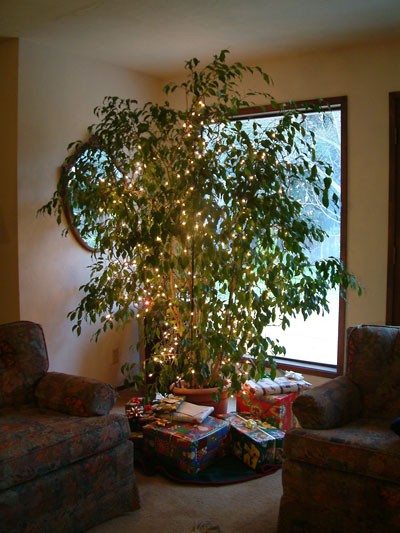 観葉植物をクリスマスツリーにする方法 カリフォルニアのばあさんブログ Powered By ライブドアブログ