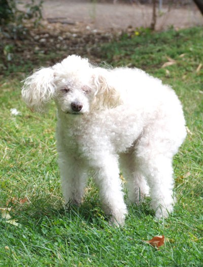 糖質制限にアボカド 娘の趣味 カリフォルニアのばあさんブログ Powered By ライブドアブログ