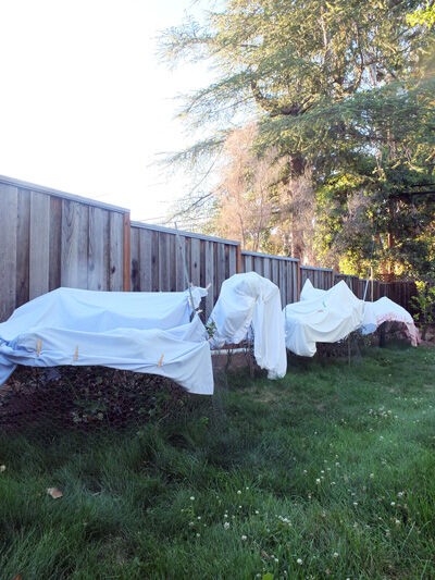 ブルーベリーを見分ける カリフォルニアのばあさんブログ Powered By ライブドアブログ