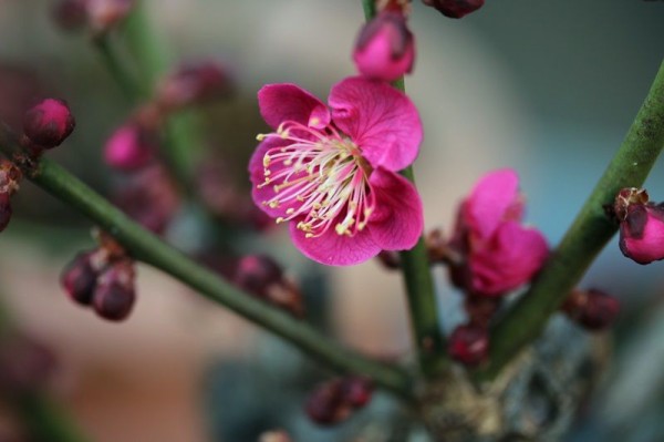 ヒヨドリ対策第４弾 こころ惹かれるもの