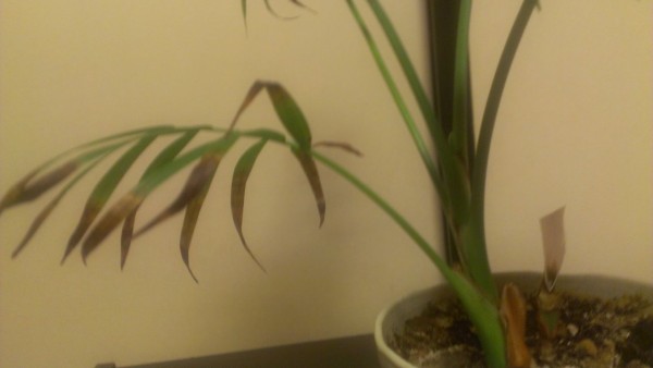 テーブルヤシ活動の兆し Chigoldの園芸ブログ