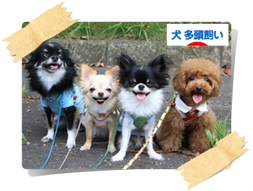 海外ドラマが観放題 ちわわんぷーどっとこむ