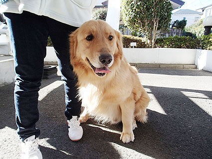 里親募集中 ゴールデンレトリバーのごん太くん 小さな命を守る会 命をつなごう
