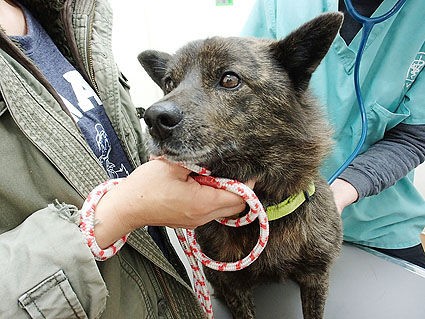 里親募集中 甲斐犬のモコくん 小さな命を守る会 命をつなごう