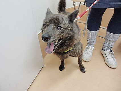 里親募集中 甲斐犬のモコくん 小さな命を守る会 命をつなごう