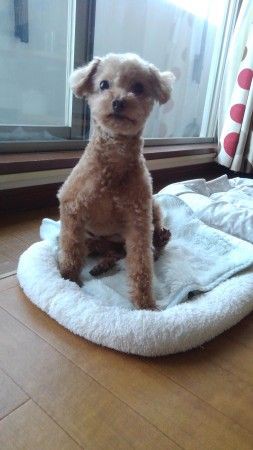 トイプードルのこむぎ近況報告 小さな命を守る会 命をつなごう