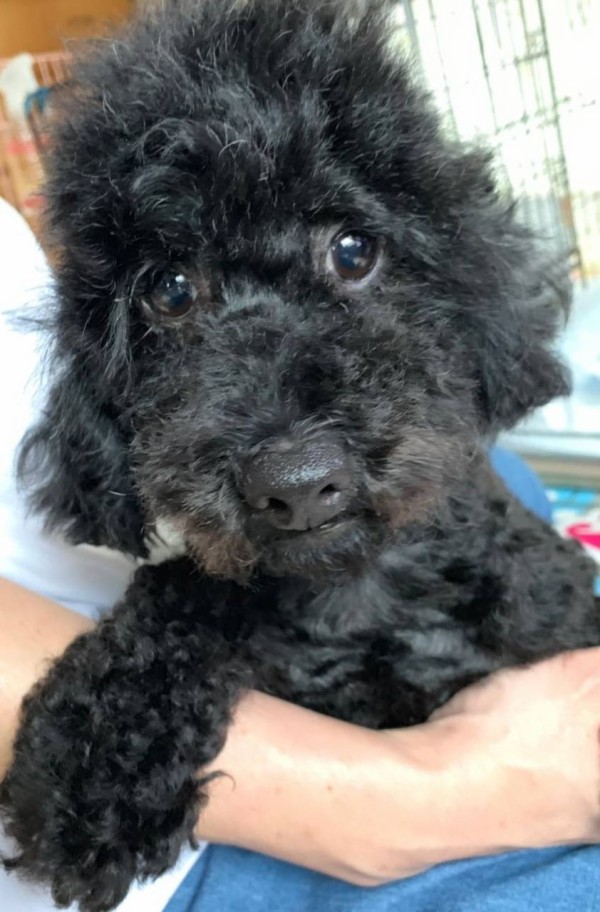 トイプードルのおはぎ 里親募集 小さな命を守る会 命をつなごう