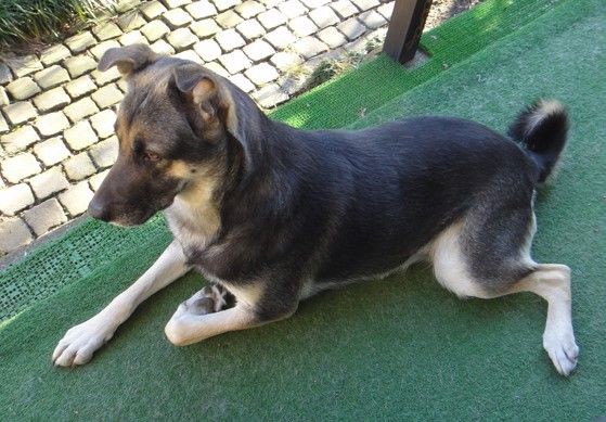 ラブ シェパードmixのミミ里親募集 小さな命を守る会 命をつなごう