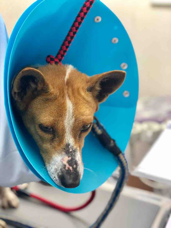 バセンジーの桜ちゃん 里親募集とご支援のお願い 小さな命を守る会 命をつなごう バセンジーの桜ちゃん 里親募集とご支援のお願い 小さな命を守る会 命をつなごう