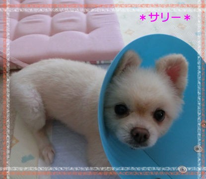 ポメラニアンのサリーちゃん里親募集中 小さな命を守る会 命をつなごう