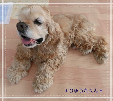 コッカーのりゅうたくん 里親募集中 小さな命を守る会 命をつなごう