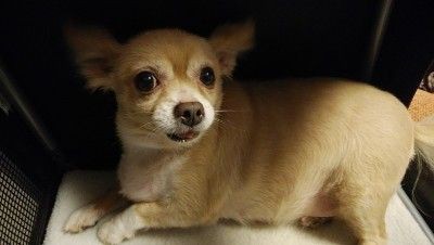 バニ母 しっぽこむ On Twitter 友達の犬友のチワワちゃん11歳で病気なく元気な子だった 毎朝庭でオシッコの習慣ありその日もいつものように庭に出た そして倒れて亡くなったそう ヒートショックによる心停止と思われる 飼い主さんは泣き崩れたそうです