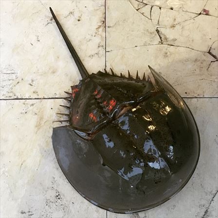 海南出張17 遂にありつけたカブトガニ まずいと言われるその味や如何に 吃尽天下