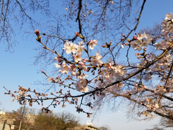 羽村堰の桜 年3月22日の開花状況 頭おかしい認定ニャ