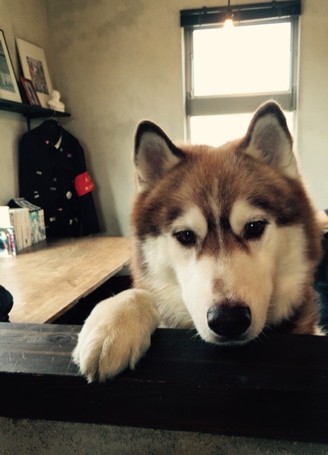 珈琲gouさんへ Chima Ch