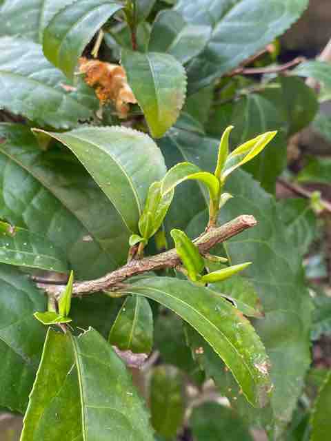 剪定したチャの木から瑞々しい新芽 茶苗話