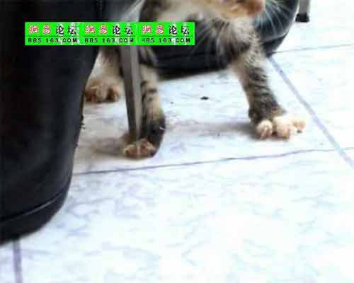 中国：子猫を虐殺する女Ⅱ : 写真で読む中国 ～ 人民とその社会