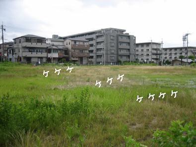 ケケケ鳥の正体 続編 チロのひなたぼっこ