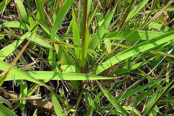 植木 日本芝にも撒ける チガヤまで枯れるイネ科用除草剤 プロが教える雑草の抑え方