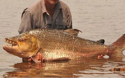 ゴライアス タイガーフィッシュ キロネックスマニア