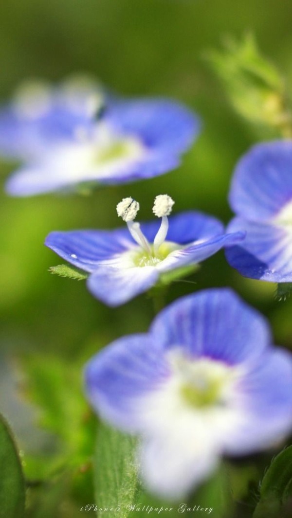 Iphone5 美しいブルー花の壁紙17選 Iphone5用の花 自然の壁紙 Nature Wallpaper