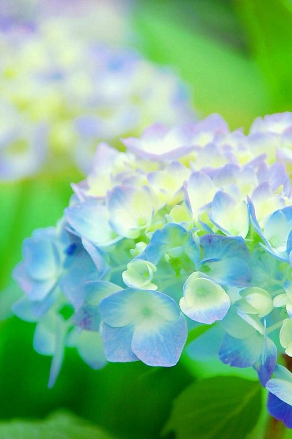 Iphone5 美しいブルー花の壁紙17選 Iphone5用の花 自然の壁紙 Nature Wallpaper