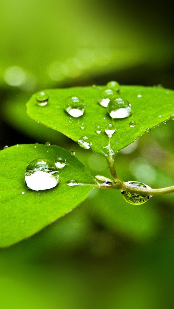 Iphone5 緑系の美しい水滴の壁紙12選 Iphone5用の花 自然の壁紙 Nature Wallpaper Iphone5 緑系の美しい水滴の壁紙12選 Iphone5用の花 自然の壁紙 Nature Wallpaper