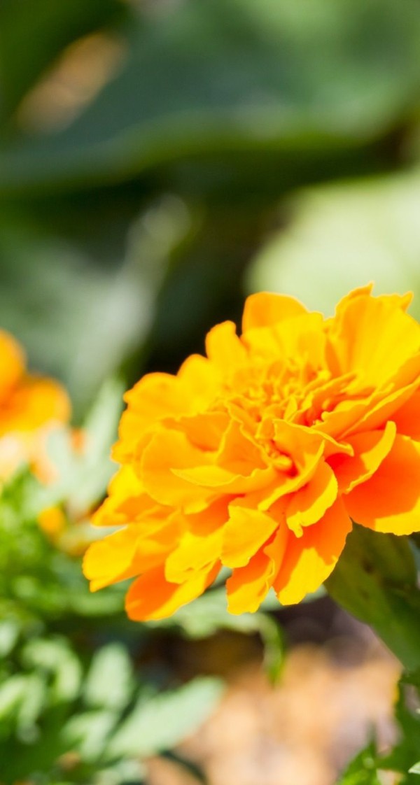 Iphone5 オレンジの花の壁紙10選 Iphone5用の花 自然の壁紙 Nature Wallpaper