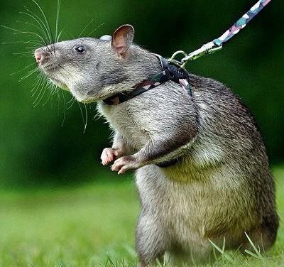 働く動物 ちさブログ