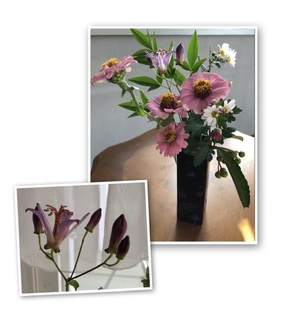 ホトトギスの花 ひとりたのしむうた