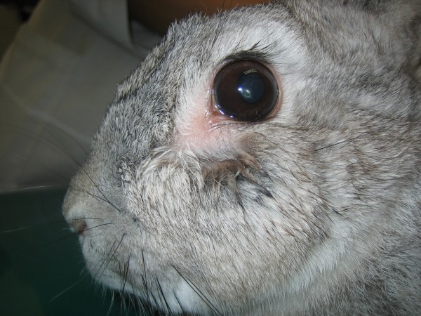 ウサギさんの涙目症 宇治市 いちのさか動物病院 長谷川先生とちーすけのブログ