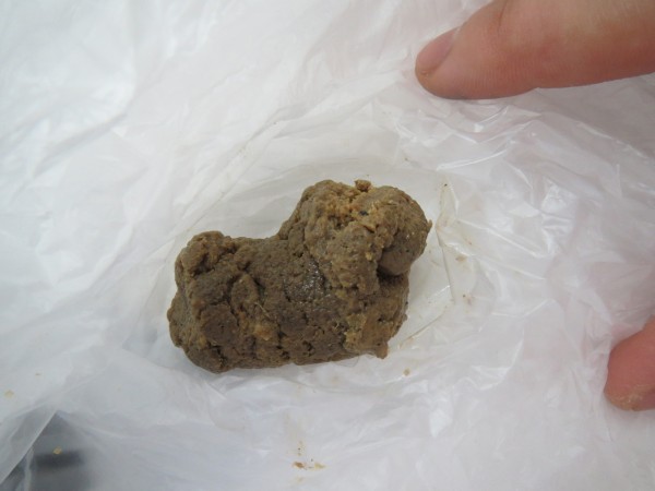 膵外分泌不全のみられたわんちゃん 京都府 宇治市 いちのさか動物病院 長谷川先生とちーすけのブログ 膵外分泌不全のみられたわんちゃん 京都府 宇治市 いちのさか動物病院 長谷川先生とちーすけのブログ