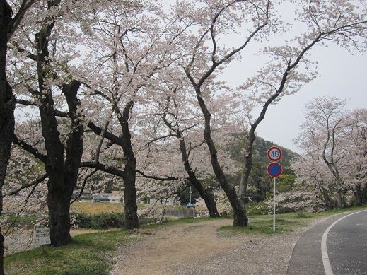 狩野川さくら公園 千歳荘ブログ