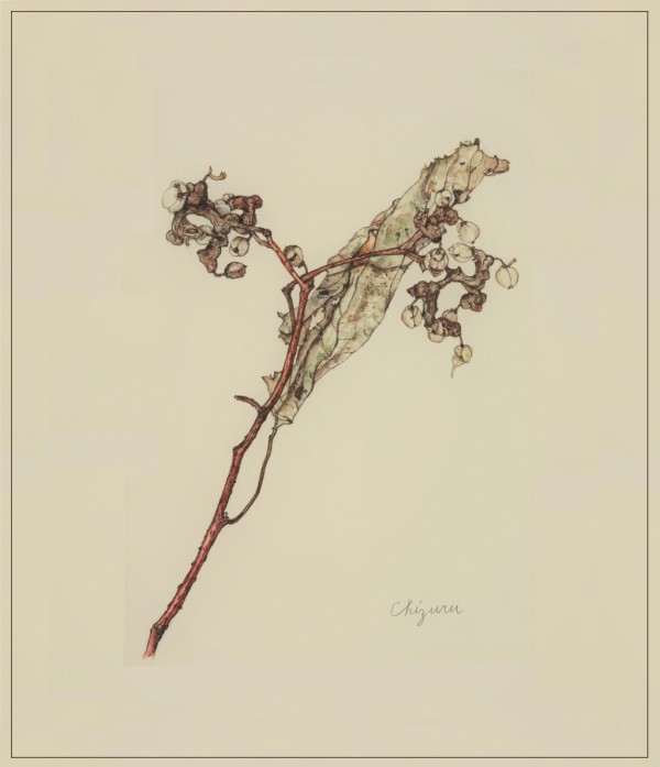 ボタニカルアートと枯れた植物の魅力3- ケンポナシ : 松本千鶴