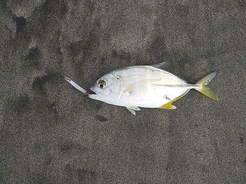 台風後の豊浜サーフ釣行 タチウオ メッキ 釣 遊 飲 笑