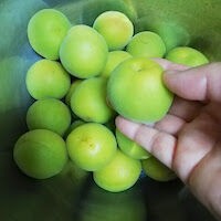 年トライ 梅仕事 割梅のカリカリ漬け 1 簡単 電子レンジで梅仕事 レンチン梅