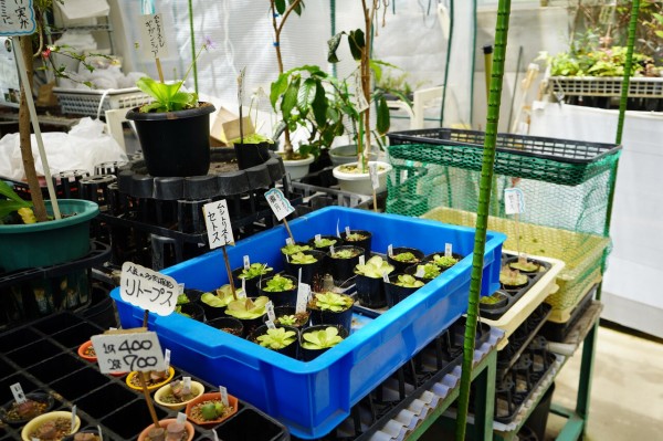 食虫植物まで売ってる 神代植物公園の植物売店 ちょうふ通信