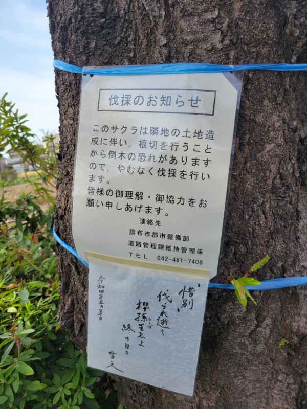 惜別の声が相次ぐ】野川のこの写真にうつる多くの桜は一斉伐採
