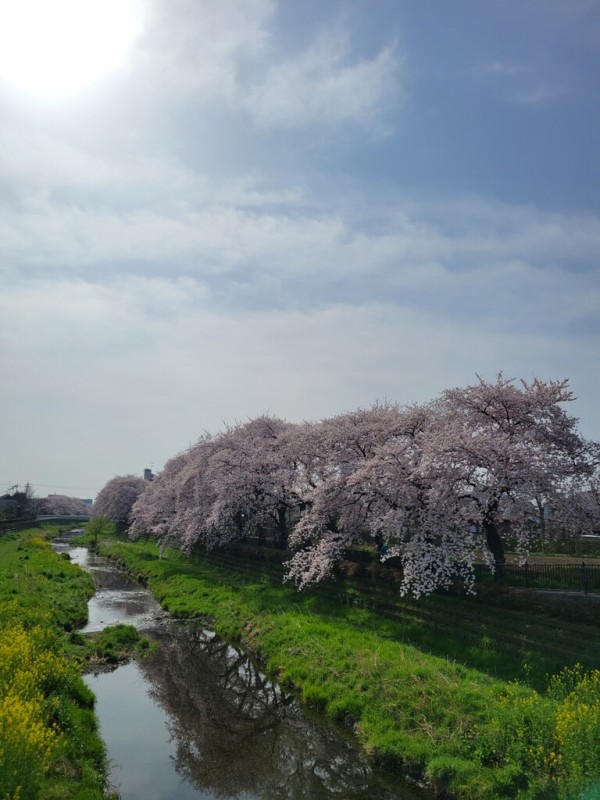 惜別の声が相次ぐ 野川のこの写真にうつる多くの桜は一斉伐採されます ちょうふ通信