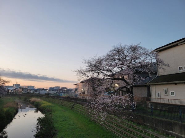 開催決定】野川の夜桜ライトアップが2026年も開催が決定！ : ちょうふ通信