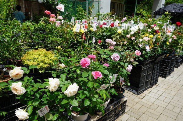 食虫植物まで売ってる 神代植物公園の植物売店 ちょうふ通信