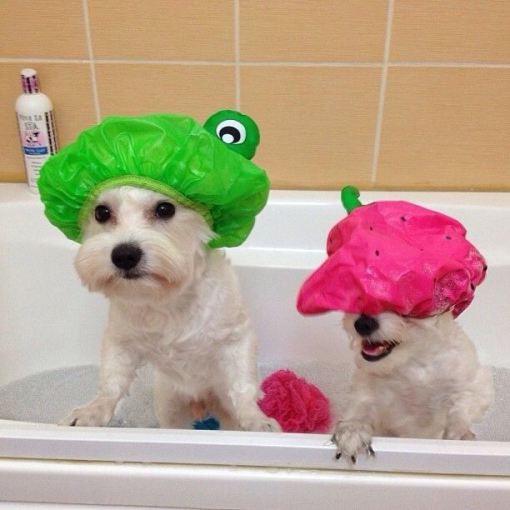 犬が風呂に入ると何故か面白くなる画像 チョイ見