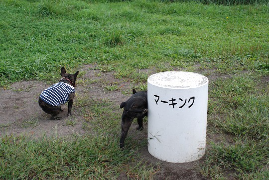 函館日帰り旅 ちょぱすけのﾋﾏﾂﾌﾞｼ