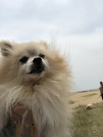 最強の味方になって最高の日々を 犬のようちえんワンコたちと うちの犬たちのキラキラの日々