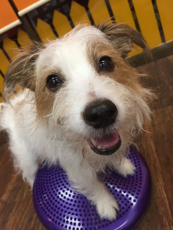 プルプルに耐えて鍛えて楽しくお留守番 犬のようちえんワンコたちと うちの犬たちのキラキラの日々