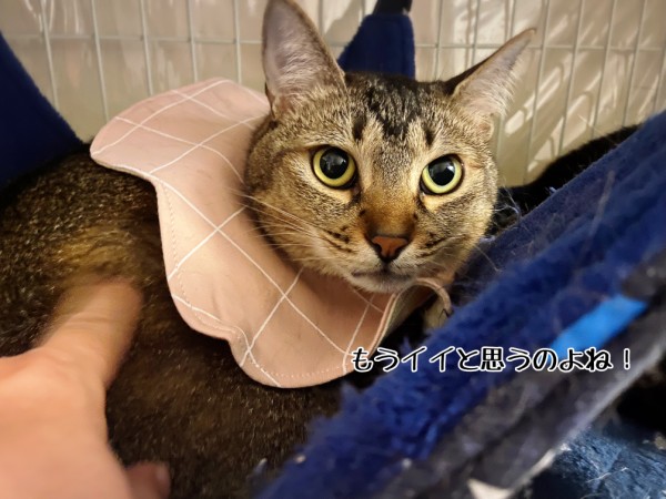 スタイ 猫 トップ 新生児