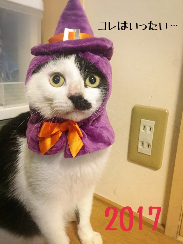 Happy Halloween 三猫三様 : 猫とお酒と日々のこと Powered by 