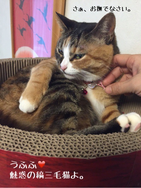 キジ猫の世界ヽ(´∀｀)ﾉ : 猫とお酒と日々のこと Powered by