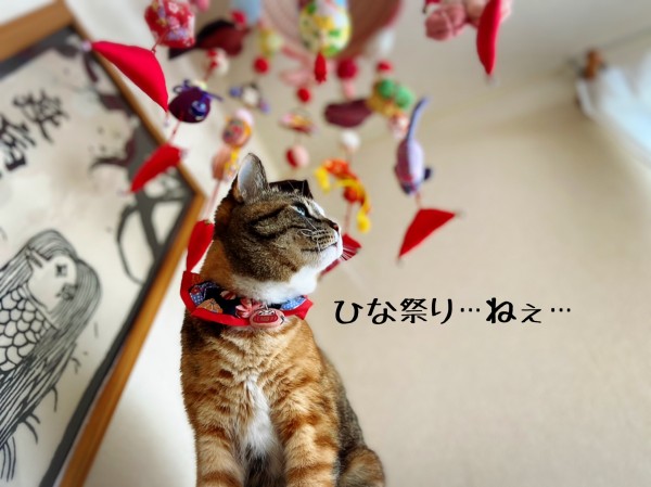 おんにゃの子のお祭り 感謝のご報告 猫とお酒と日々のこと Powered By ライブドアブログ