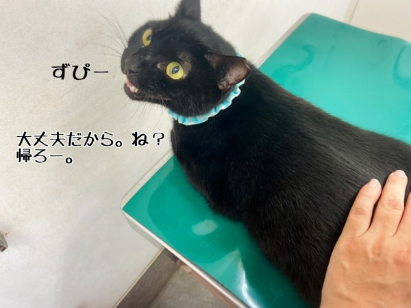 やっとやっとやっと治ってきたー♪ : 猫とお酒と日々のこと Powered by 